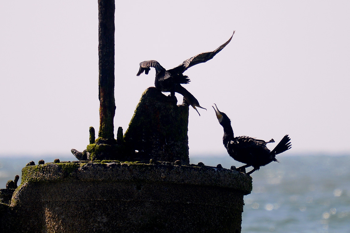 vrijheit wijk aan zee 7-2019 0097