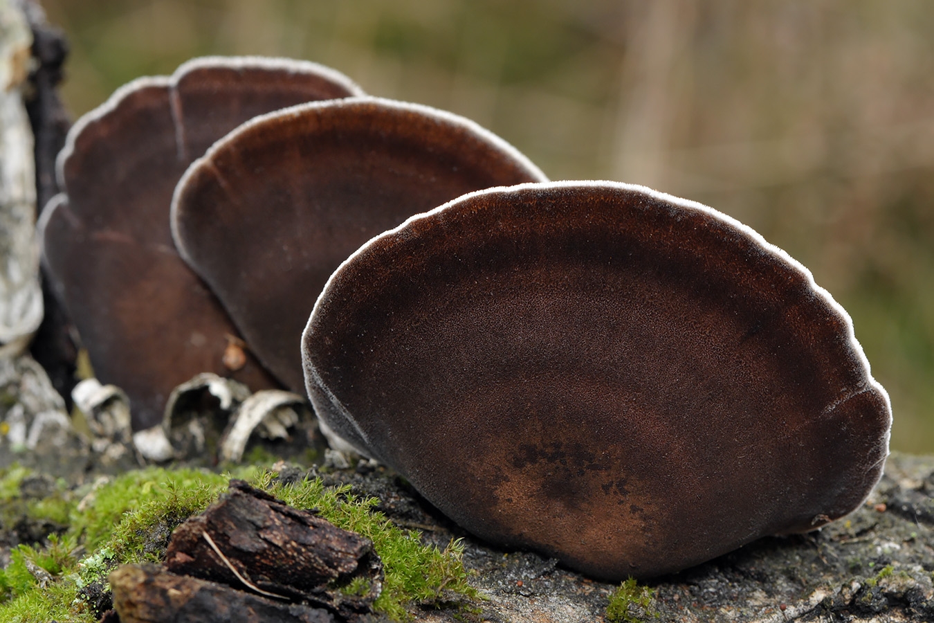 winterhoutzwam (lentinus brumalis) 11-2008 3491
