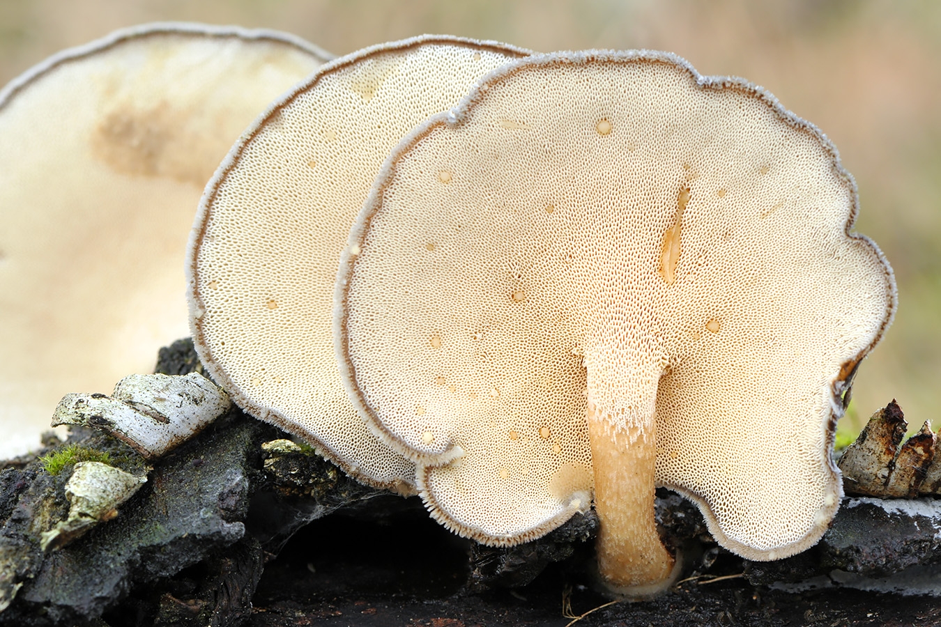winterhoutzwam (lentinus brumalis) 11-2008 3498