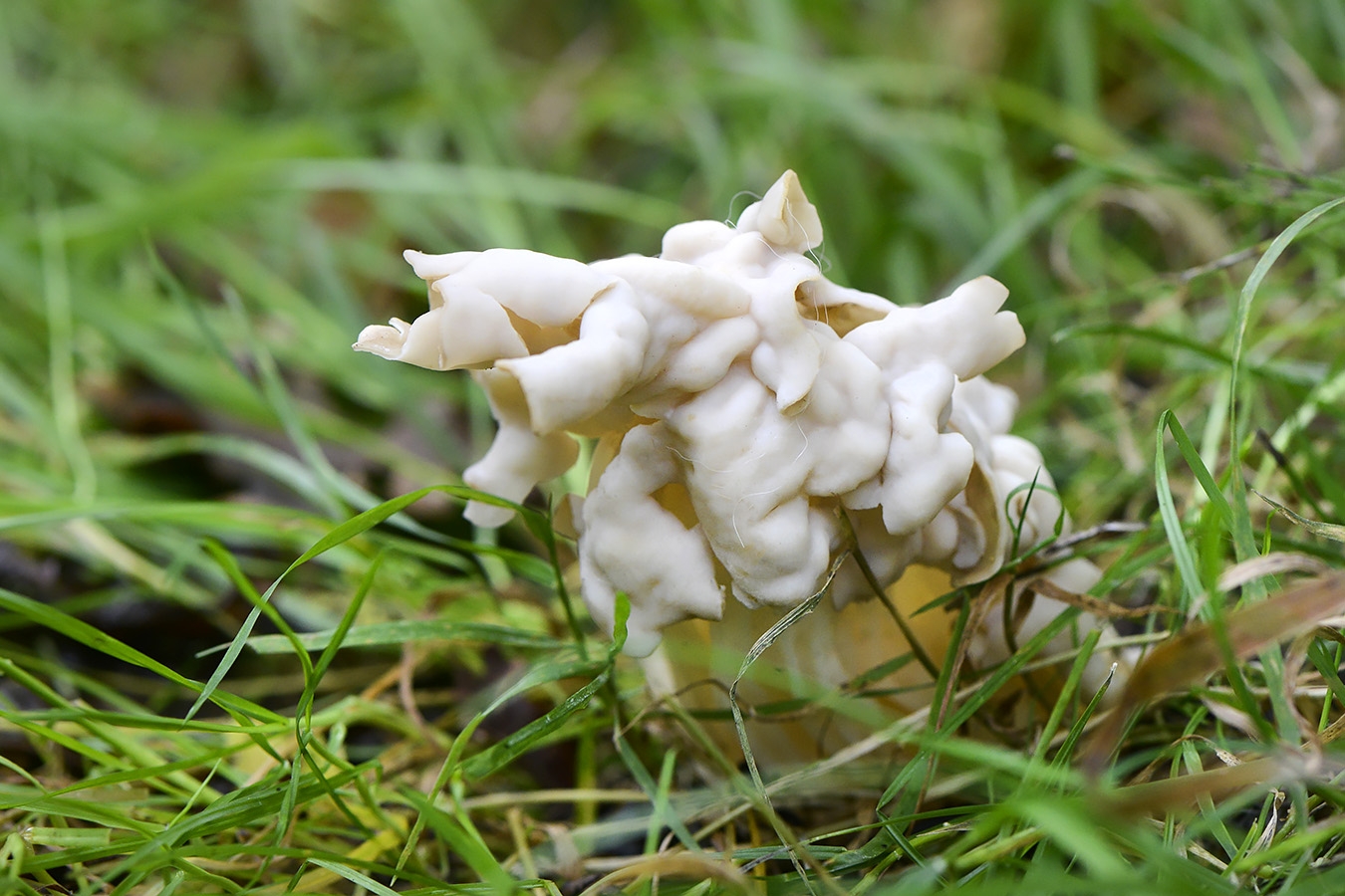 witte kluifzwam (helvella crispa) 10-2024 1374