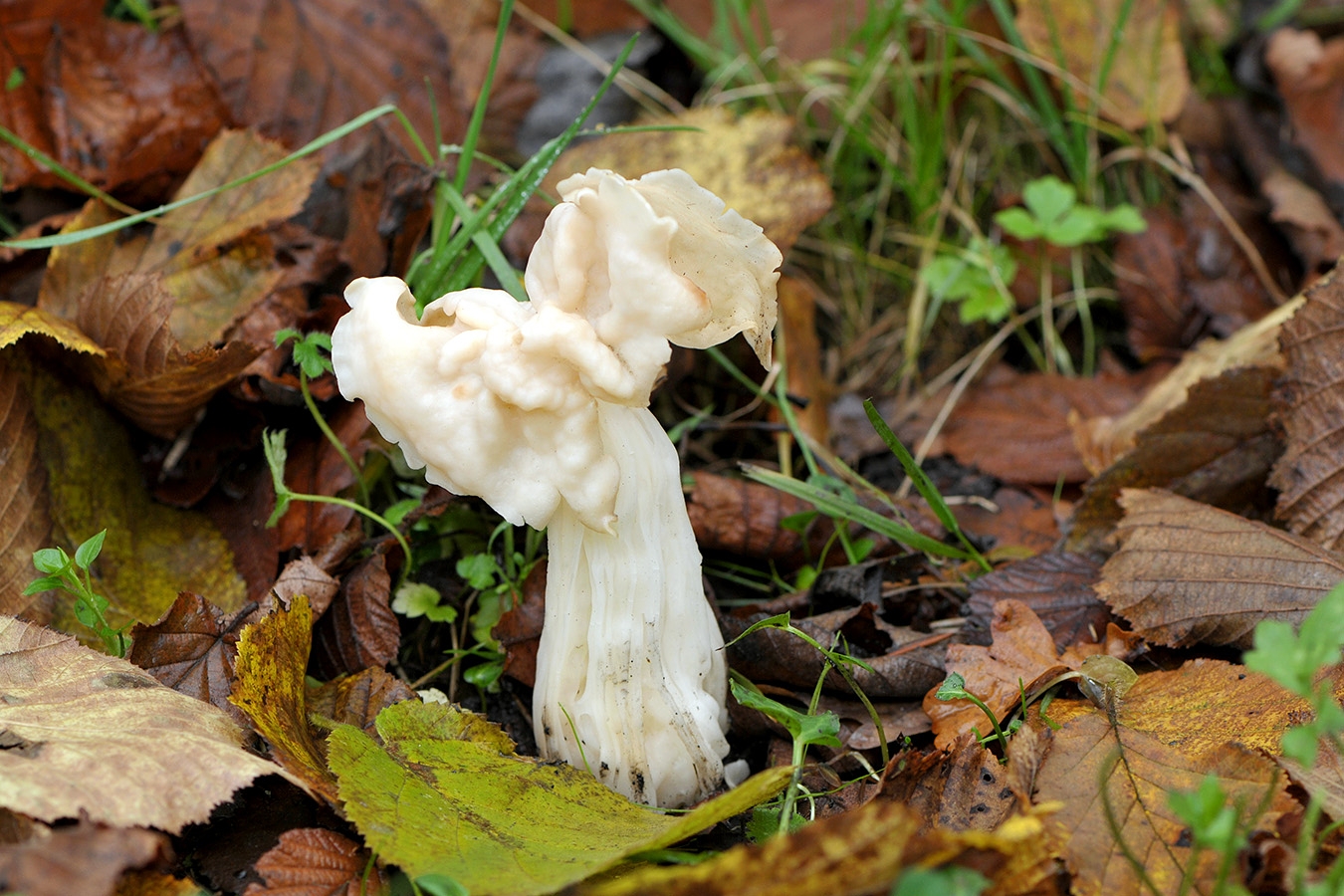 witte kluifzwam (helvella crispa) 11-2008 3581