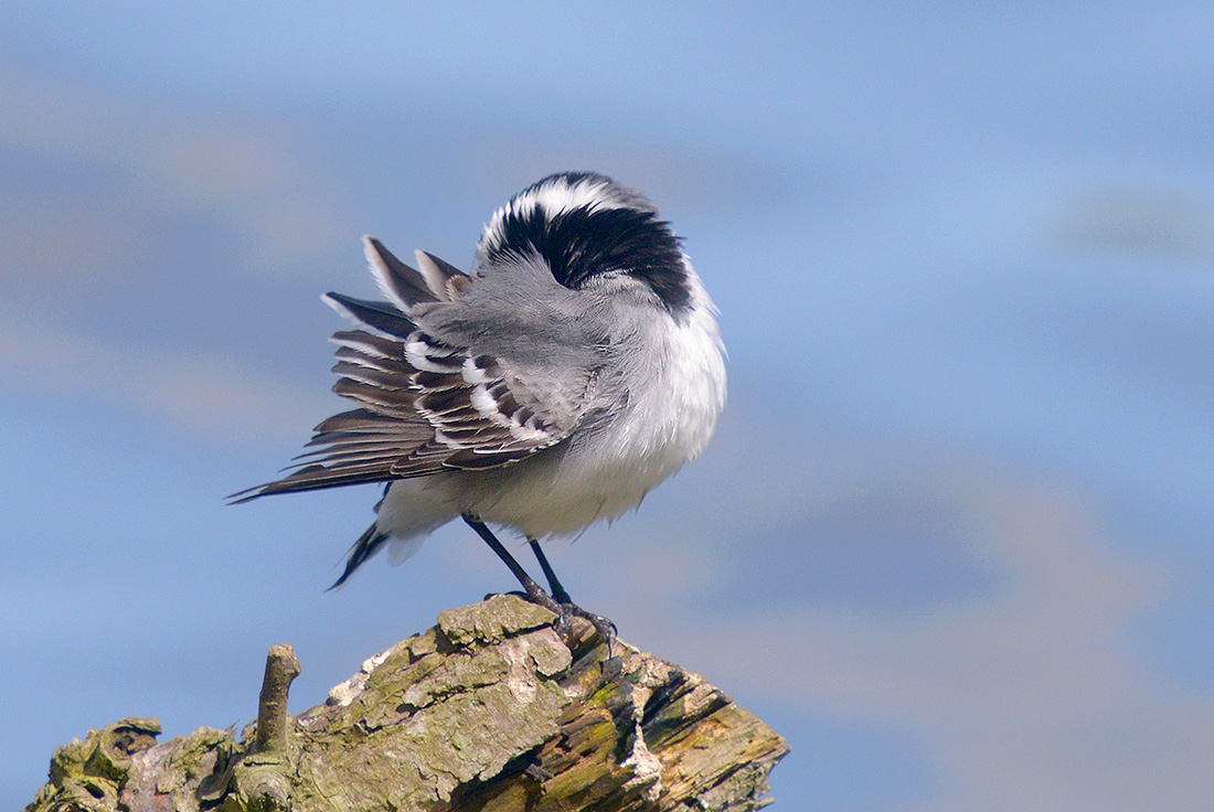 witte kwikstaart (motacilla alba) 4-2017 9042