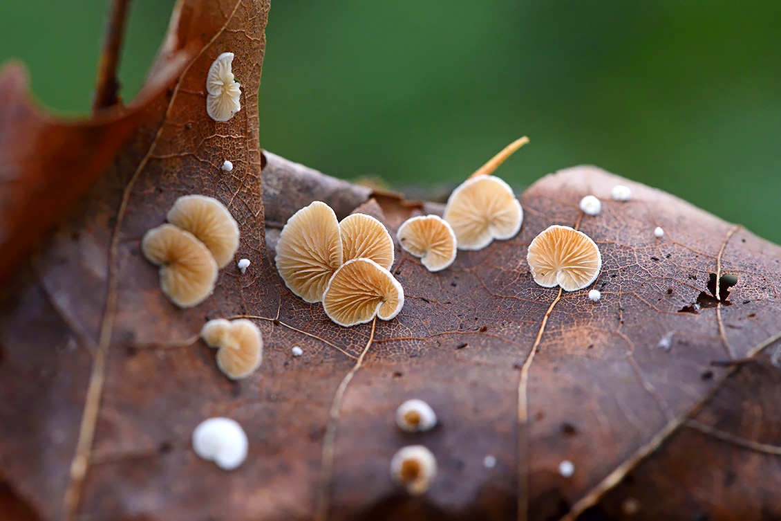witte oorzwam (Crepidotus variabilis s.l.) 11-2019 0518