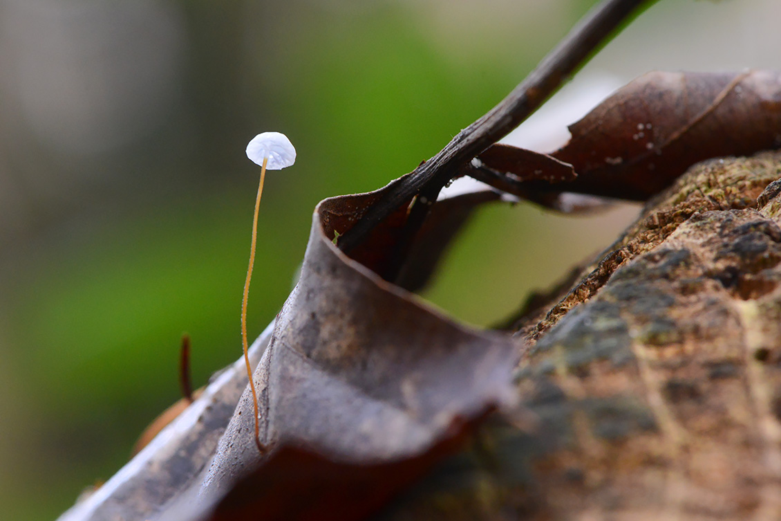 witte taailing (Marasmius epiphyllus) 11-2019 0515