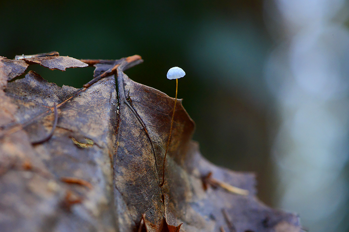 witte taailing (Marasmius epiphyllus) 11-2019 0521