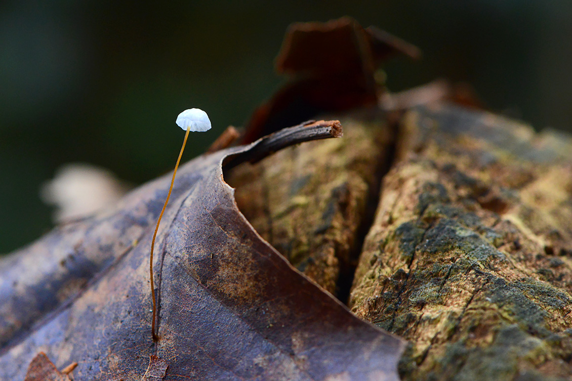 witte taailing (Marasmius epiphyllus) 11-2019 0523