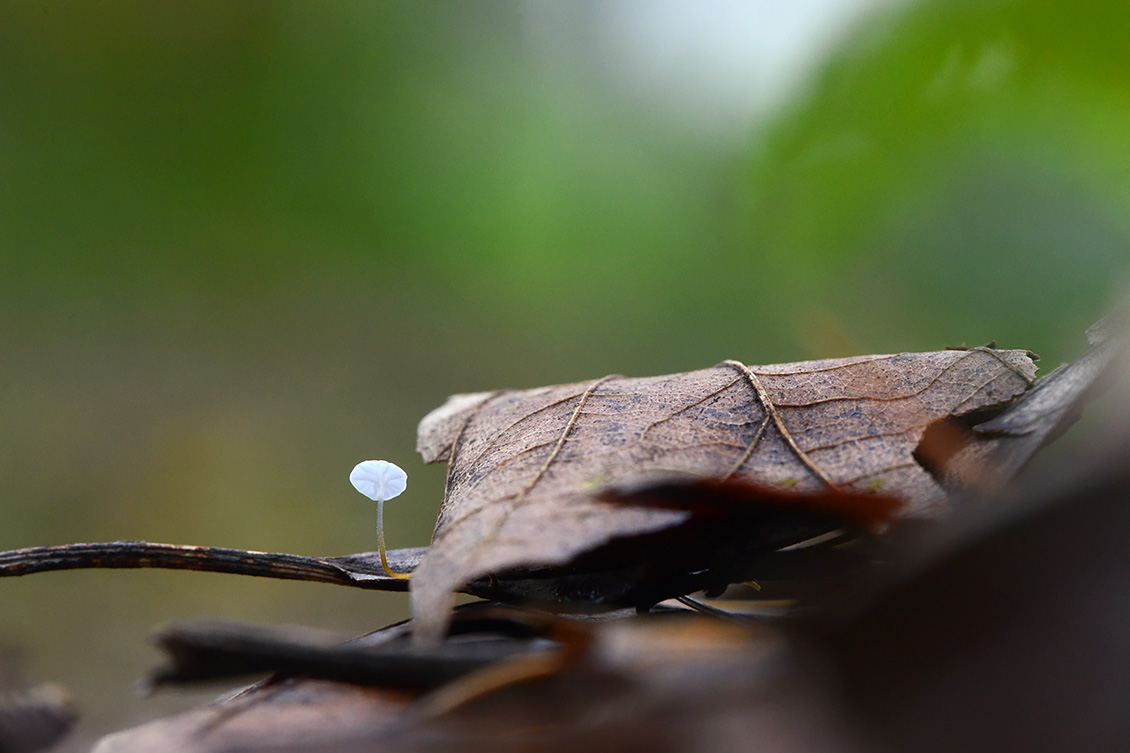 witte taailing (Marasmius epiphyllus) 11-2019 0529