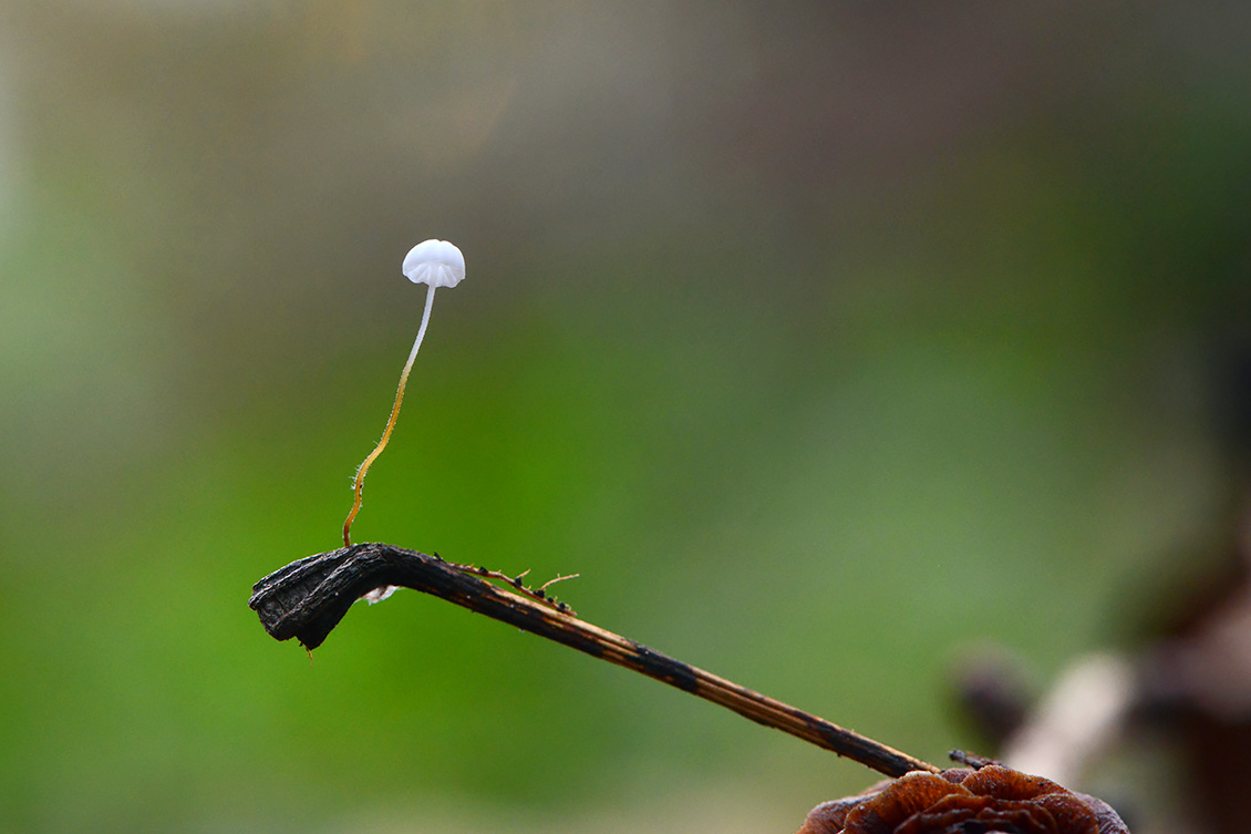 witte taailing (Marasmius epiphyllus) 11-2019 0532