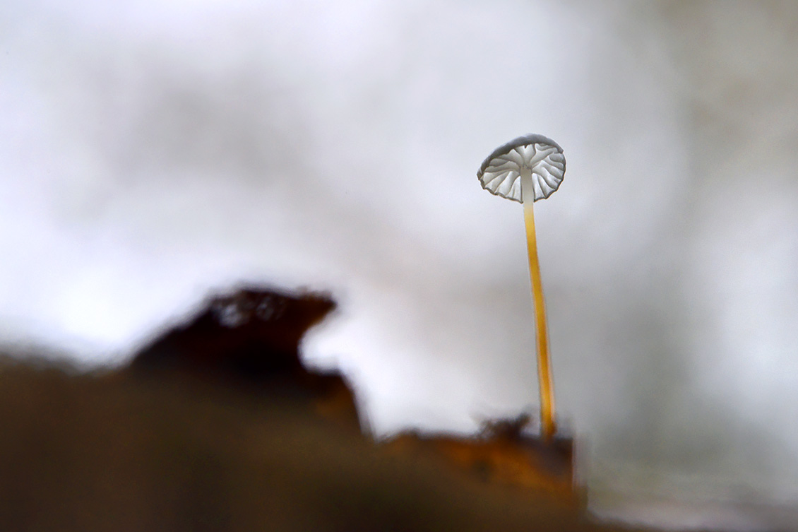 witte taailing (Marasmius epiphyllus) 11-2019 0580