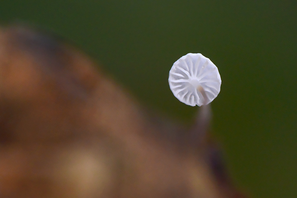 witte taailing (Marasmius epiphyllus) 11-2019 0591