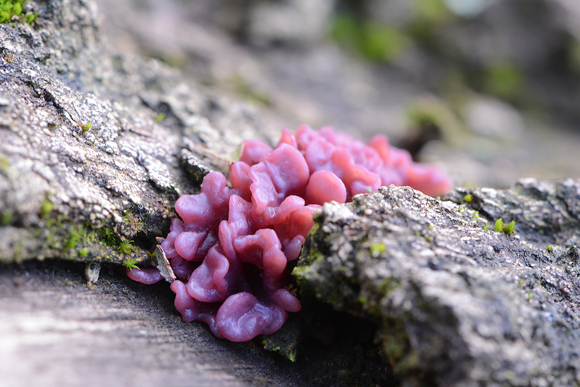 zakjestrilzwam (Ascotremella faginea) 10-2020 3745