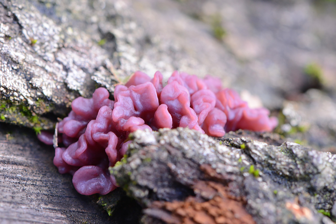 zakjestrilzwam (Ascotremella faginea) 10-2020 3746