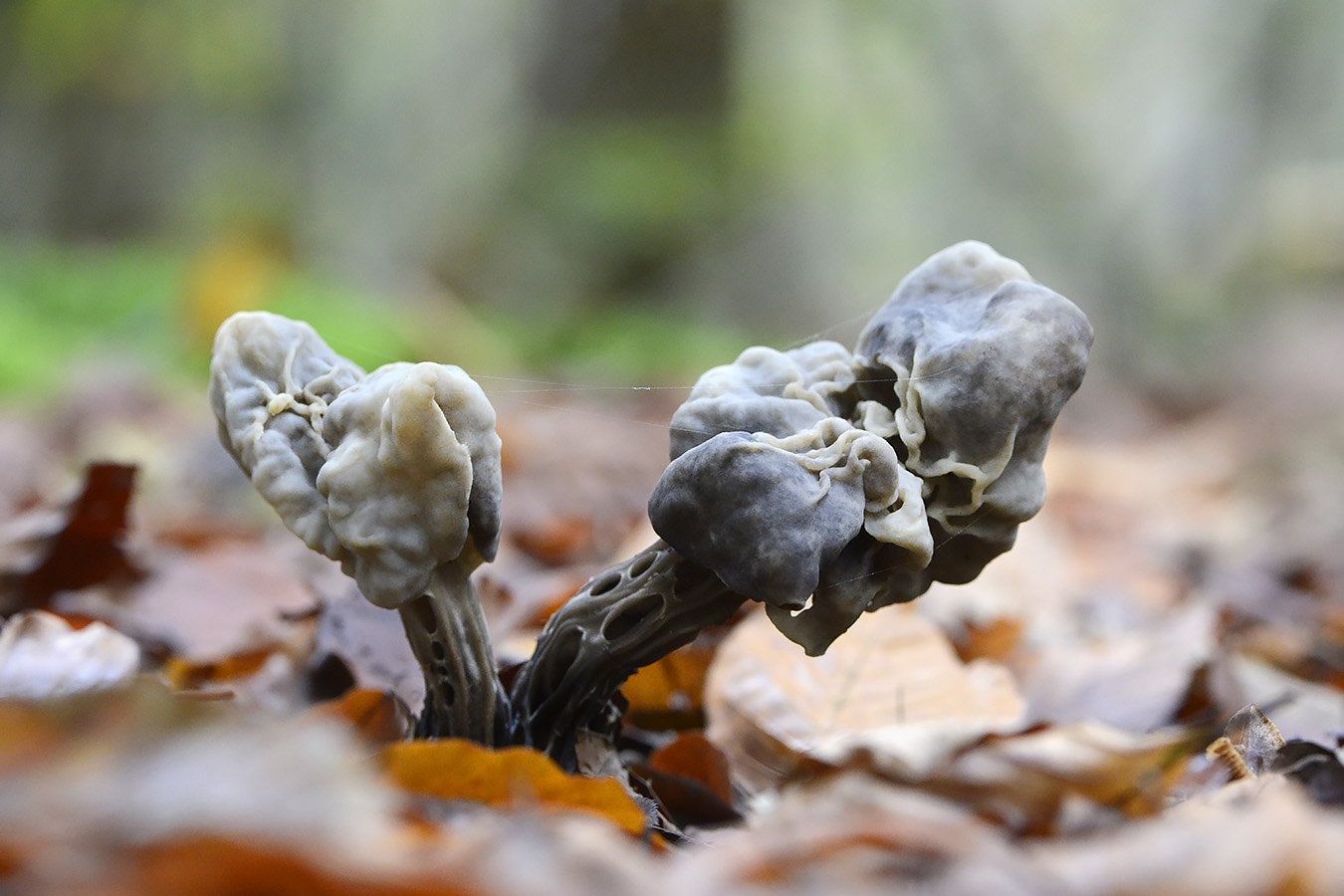 zwarte kluifzwam (helvella lacunosa) 11-2024 1518