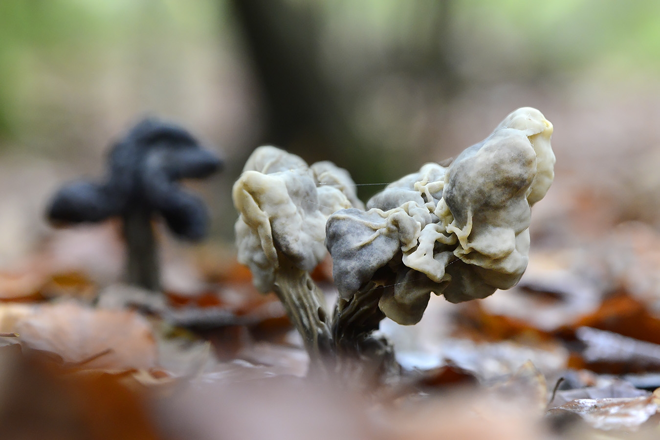 zwarte kluifzwam (helvella lacunosa) 11-2024 1531