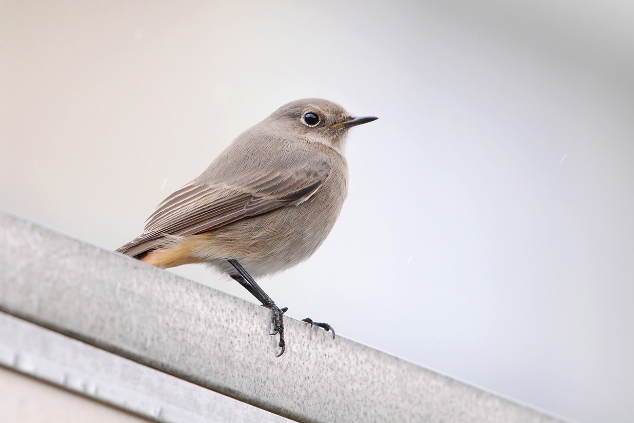zwarte roodstaart (phoenicurus ochruros) 9-2021 9925