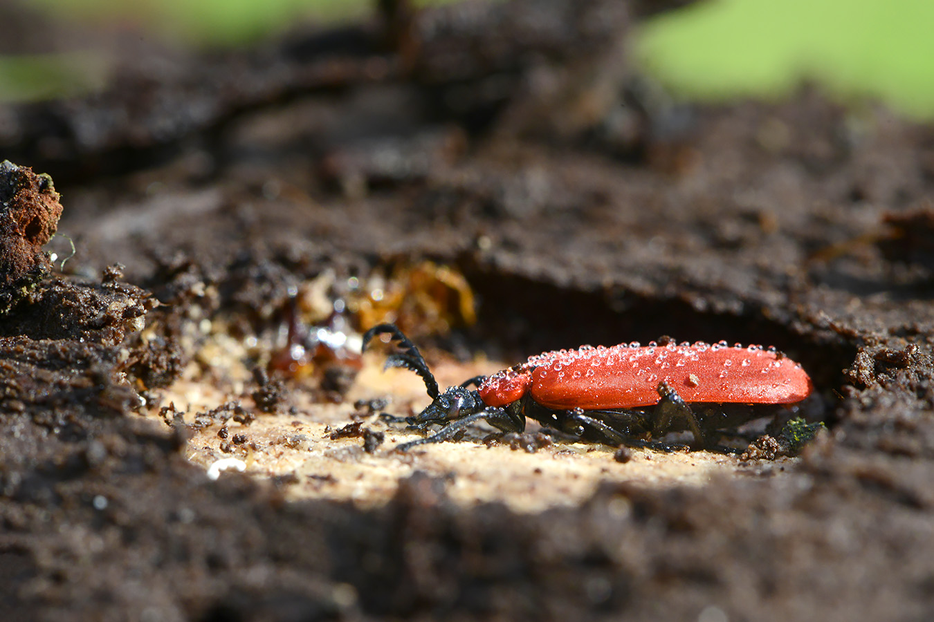 zwartkopvuurkever (pyrochroa coccinea) 4-2023 7493