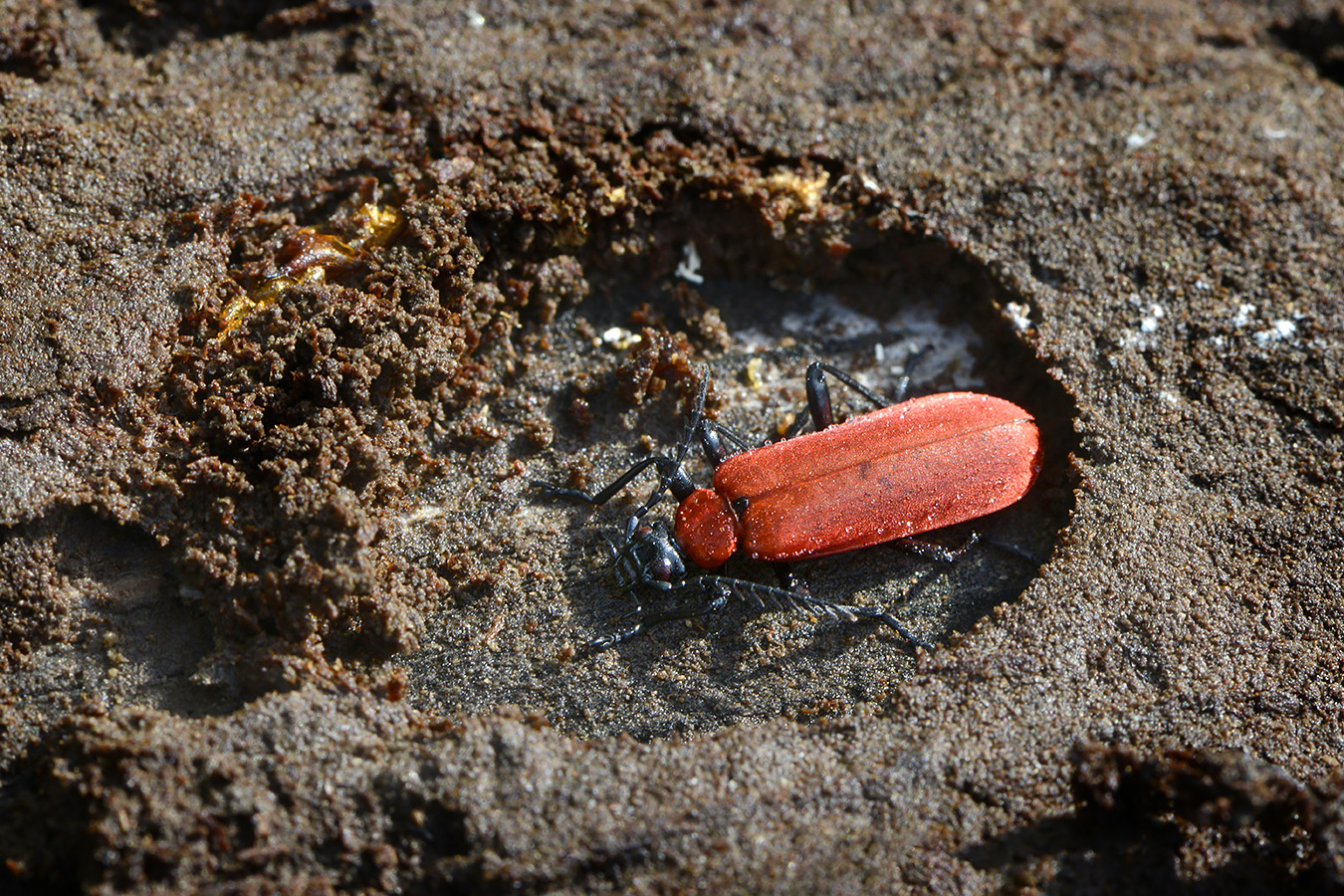 zwartkopvuurkever (pyrochroa coccinea) 4-2023 7497