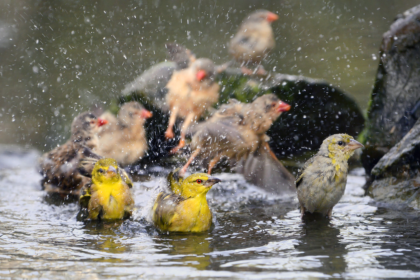 zwartkopwever (Ploceus melanocephalus) 11-2022 5777