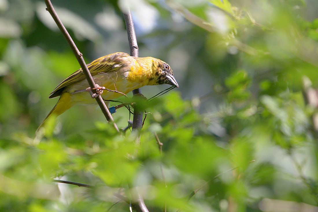 zwartkopwever (Ploceus melanocephalus) 7-2015 2687