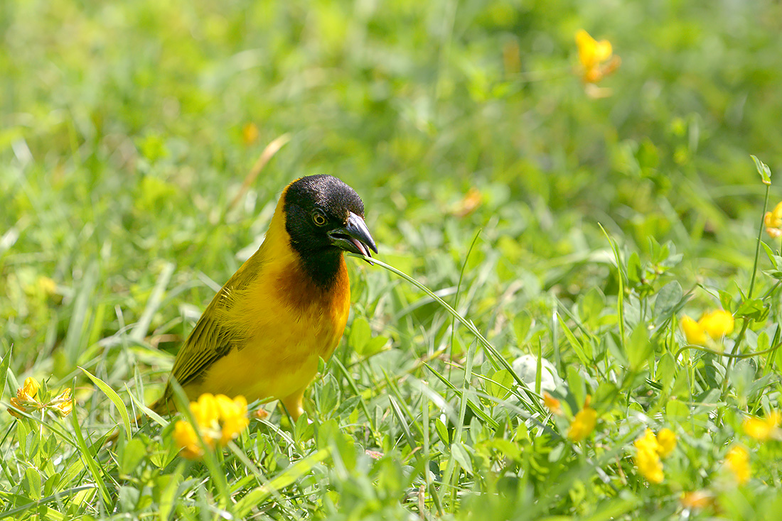 zwartkopwever (Ploceus melanocephalus) 7-2015 2714