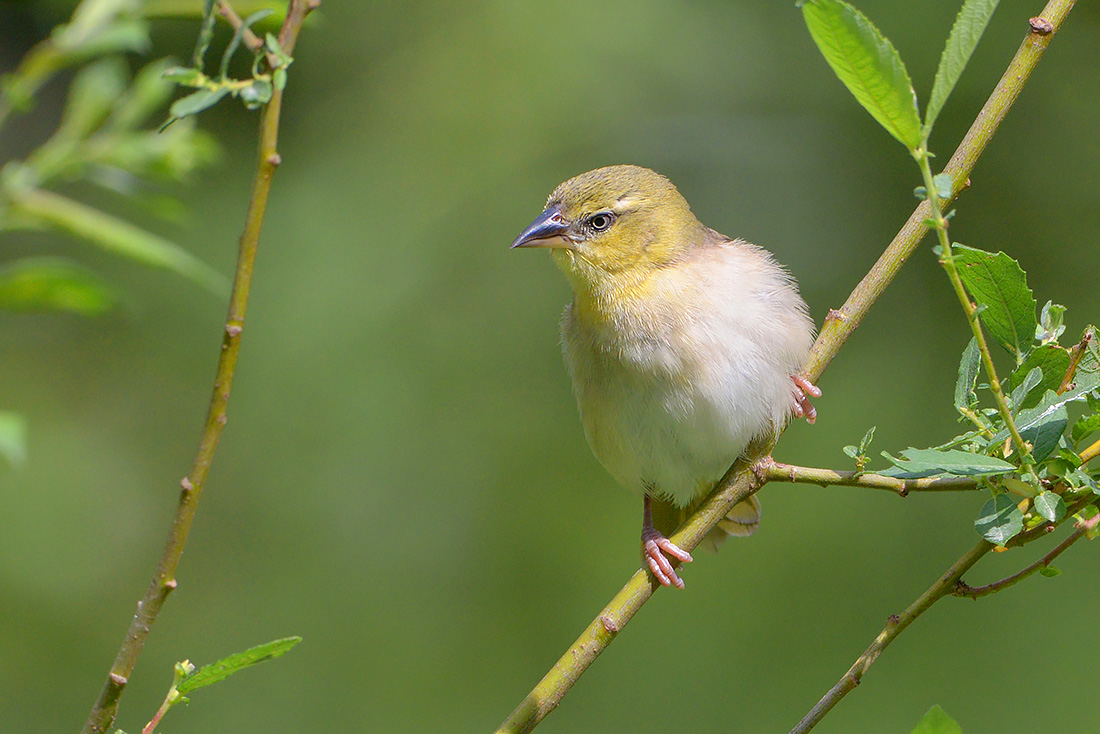 zwartkopwever (Ploceus melanocephalus) 7-2015 2731