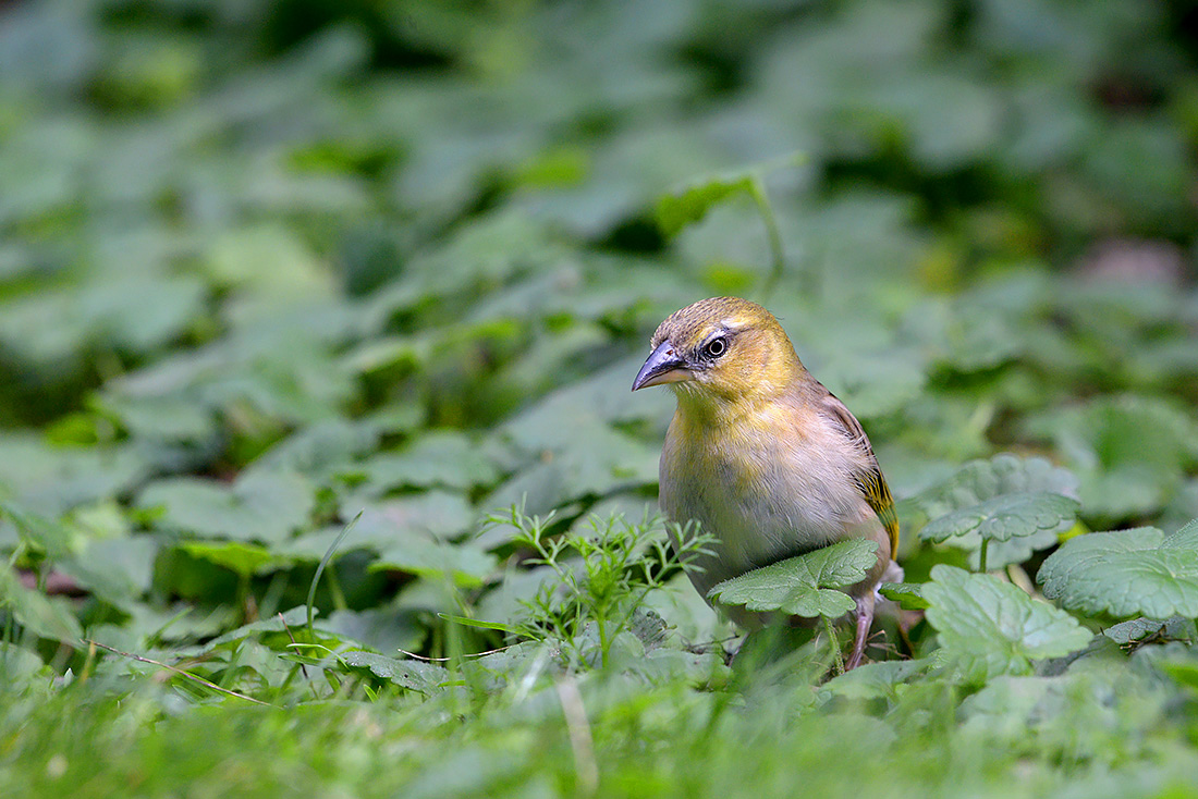 zwartkopwever (Ploceus melanocephalus) 7-2015 2777