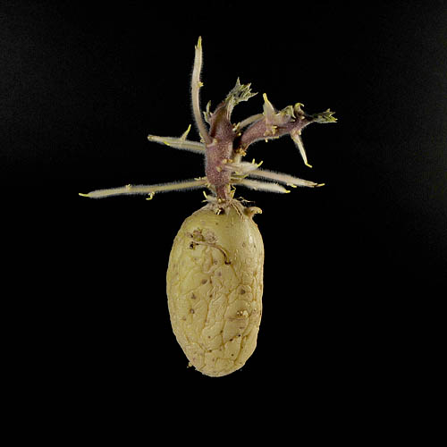 aardappel 6528