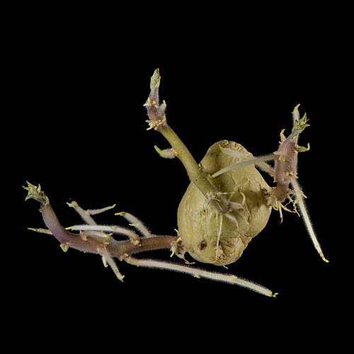 aardappel 6576