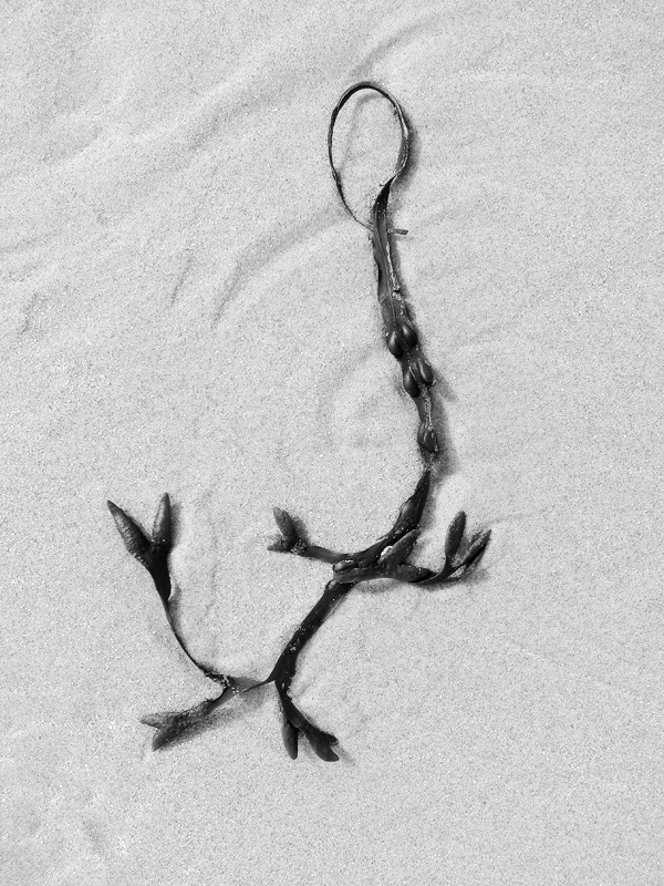 blaaswier (fucus vesiculosus) 9-2014 3945-