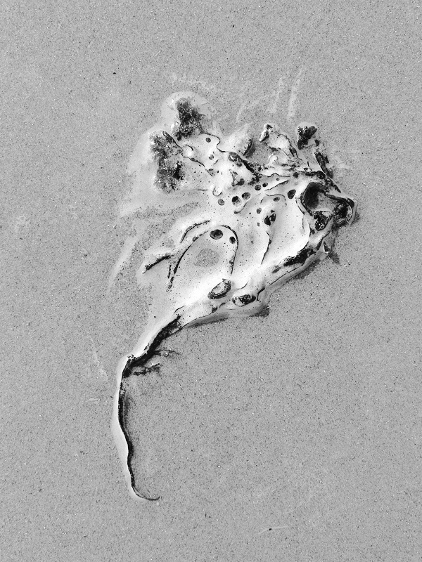 blaaswier (fucus vesiculosus) 9-2014 4118-