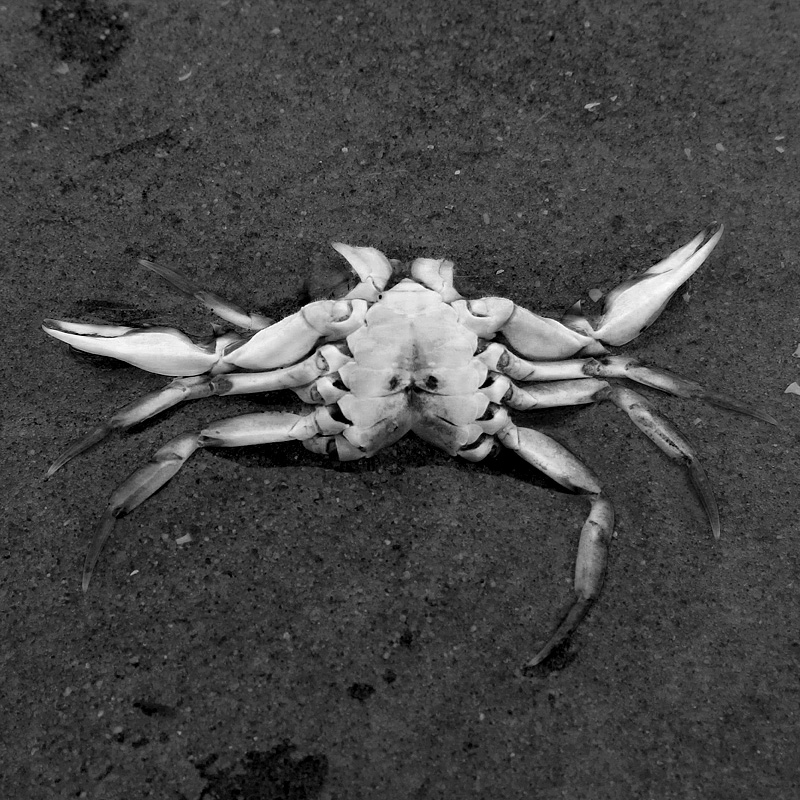 dode krab 5-7-2014 3267