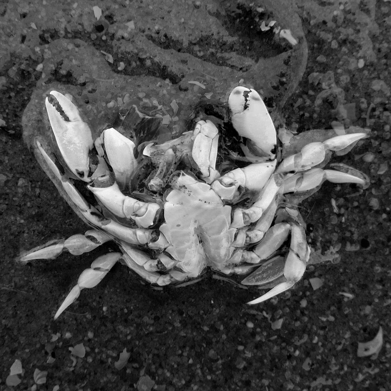 dode krab 5-7-2014 3271