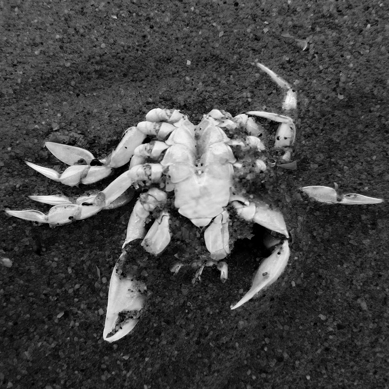 dode krab 5-7-2014 3273