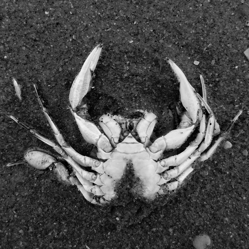 dode krab 5-7-2014 3280