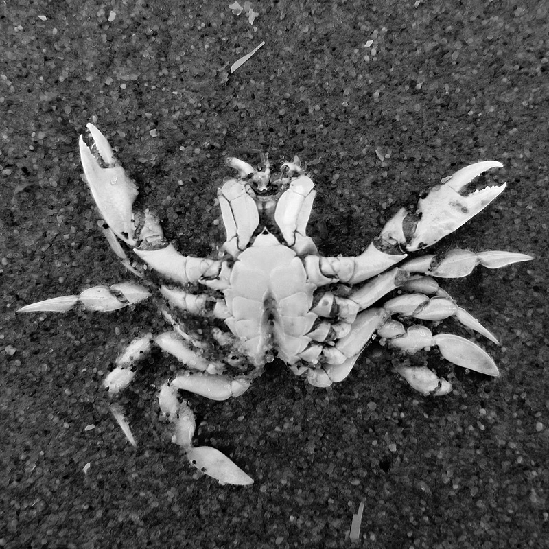 dode krab 5-7-2014 3284