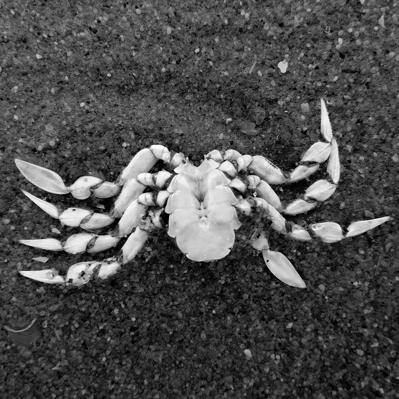 dode krab 5-7-2014 3285