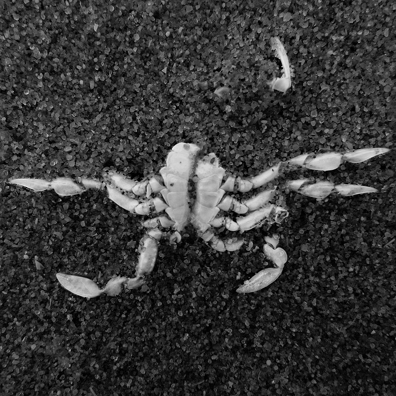 dode krab 5-7-2014 3300