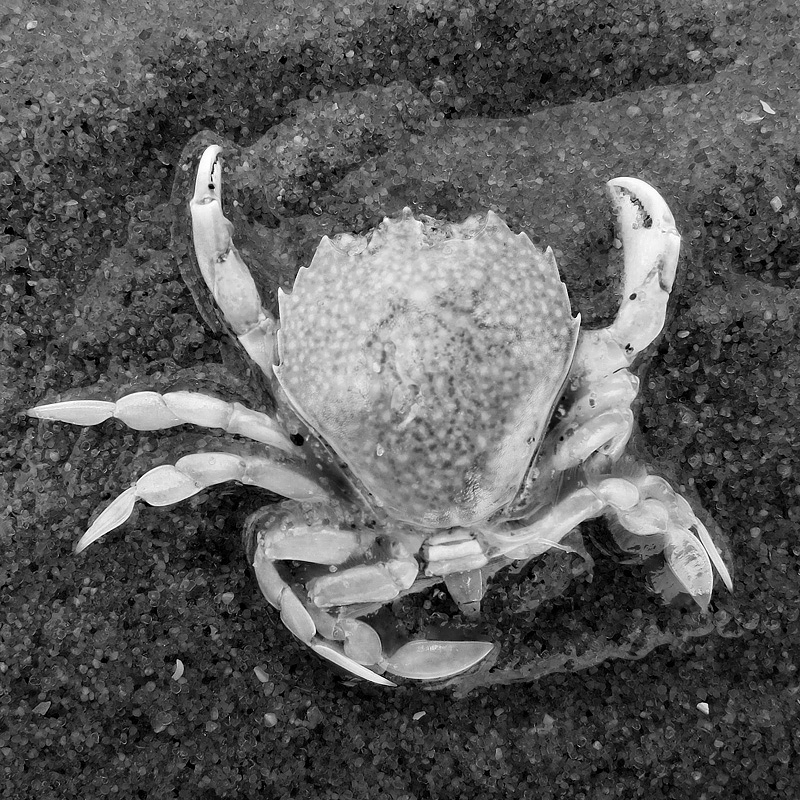 dode krab 5-7-2014 3314