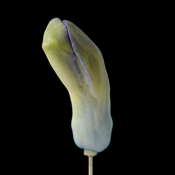 hyacinthknop (hyacinthus orientalis) 3-2013 4262