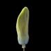 hyacinthknop (hyacinthus orientalis) 3-2013 4277