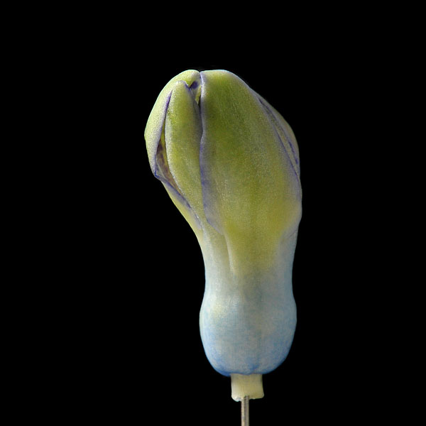 hyacinthknop (hyacinthus orientalis) 3-2013 4280