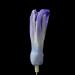 hyacinthknop (hyacinthus orientalis) 3-2013 4295
