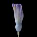 hyacinthknop (hyacinthus orientalis) 3-2013 4311