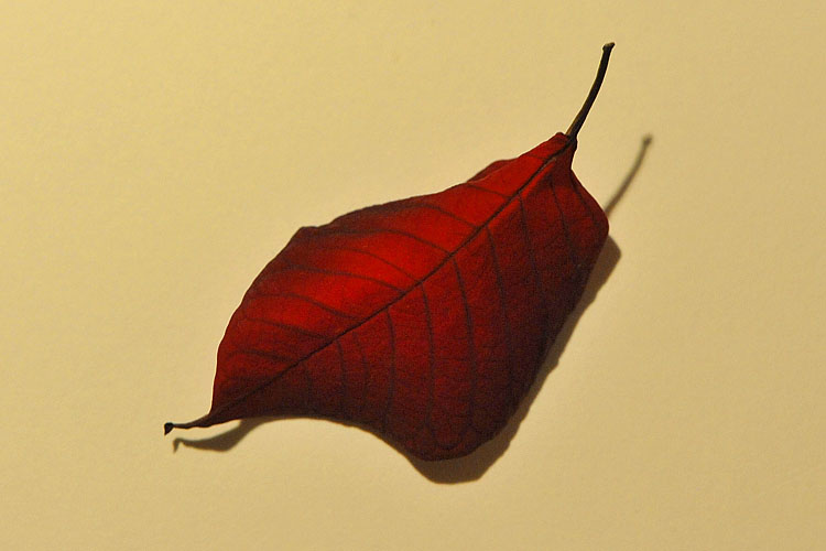 kerstster 1-2013 1987