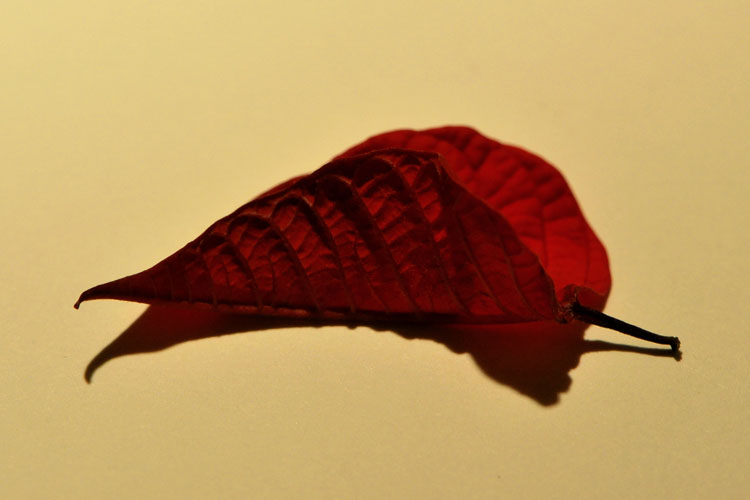 kerstster 1-2013 2003