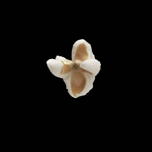 popcorn 12-2010 2947