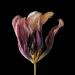 gedroogde tulp (tulipa denmark) 2-2012 4811
