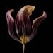 gedroogde tulp (tulipa denmark) 2-2012 4825