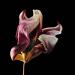 gedroogde tulp (tulipa denmark) 2-2012 4856