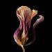 gedroogde tulp (tulipa denmark) 2-2012 4878